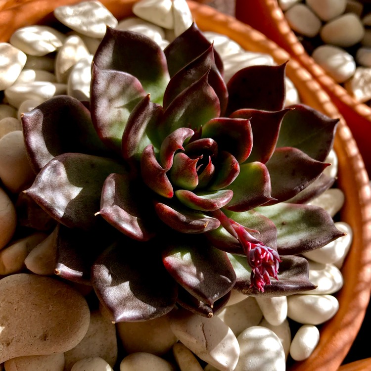 plant image 795898
