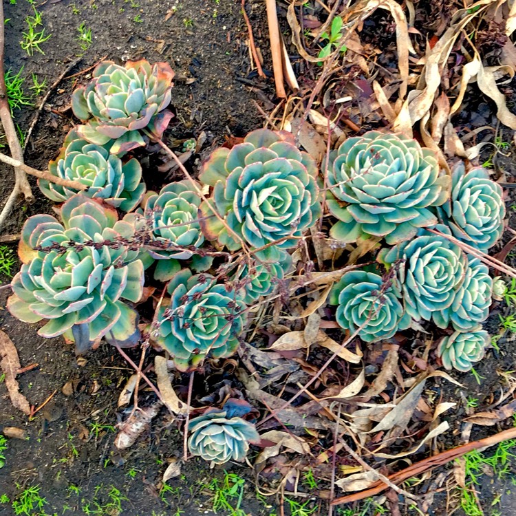 plant image 796070