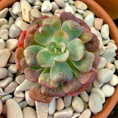 Echeveria Pagoda
