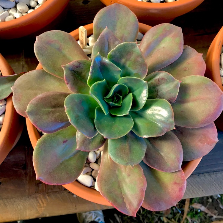 plant image 797017