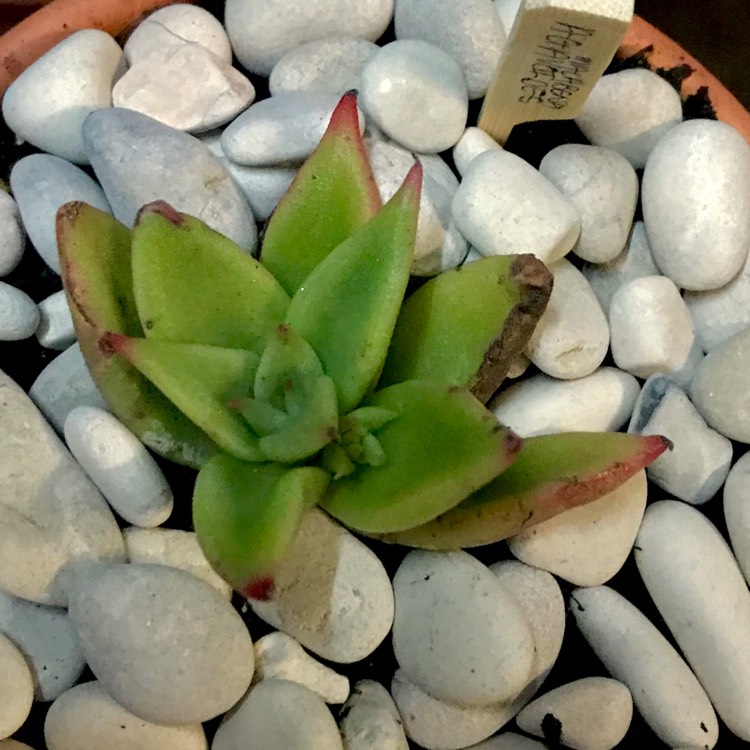 plant image 797415