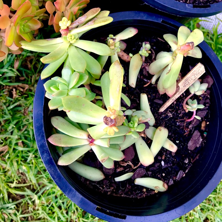 plant image 798290