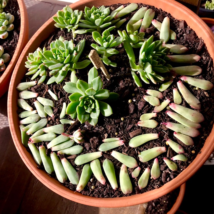 plant image 798294