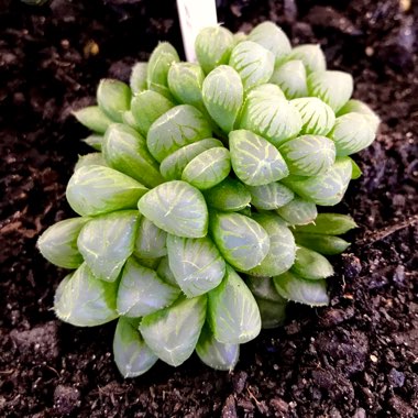 Haworthia Cooperi