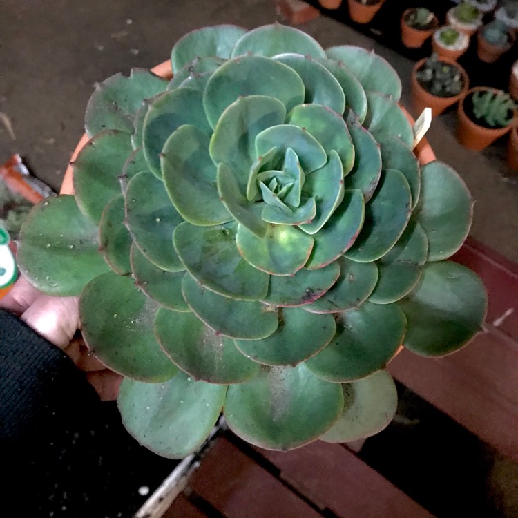 plant image 801289