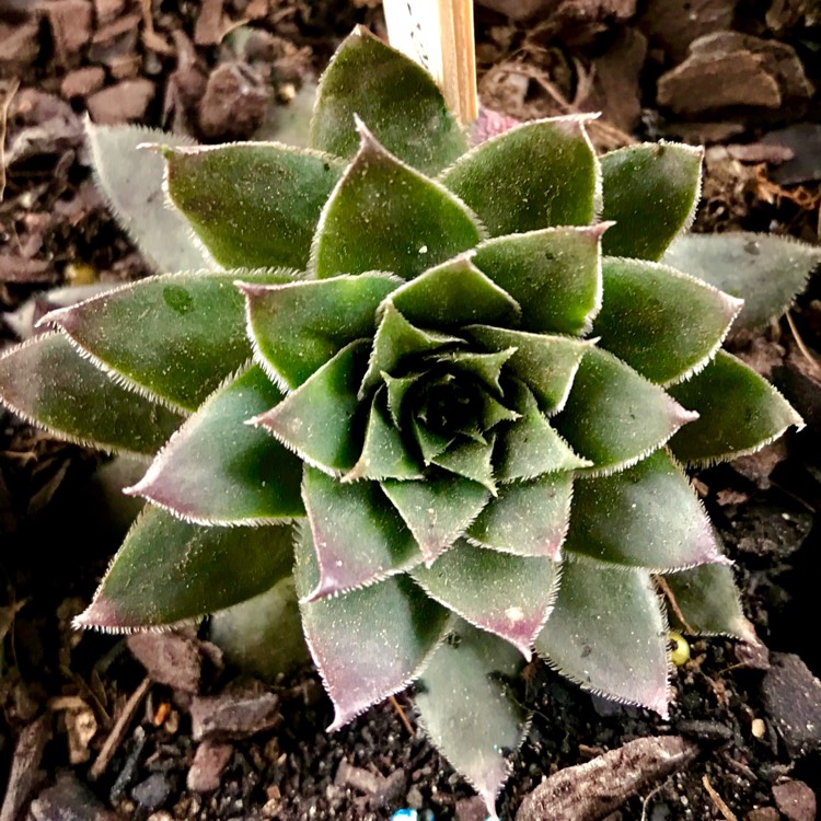 plant image 801535