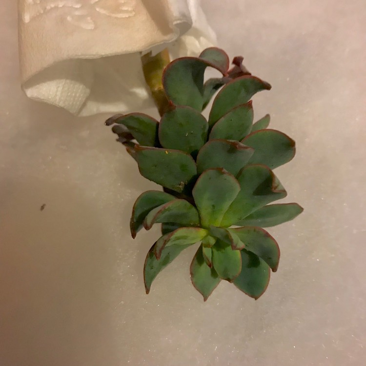 plant image 803908