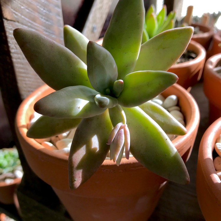 plant image 804473 plant image 804473