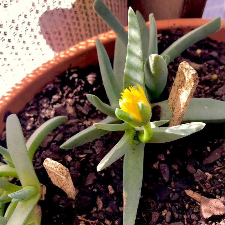 plant image 805684