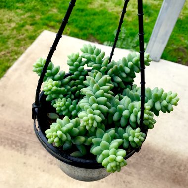 Sedum Burrito