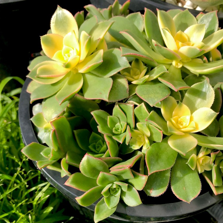 plant image 806646