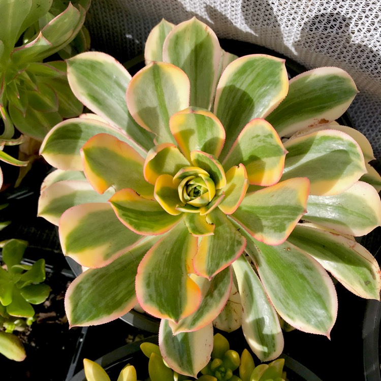 plant image 806775