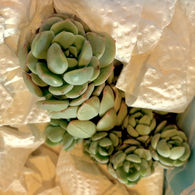 Plant image x Pachyveria White Nun