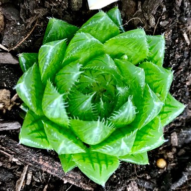 Haworthia Cherry Crystal