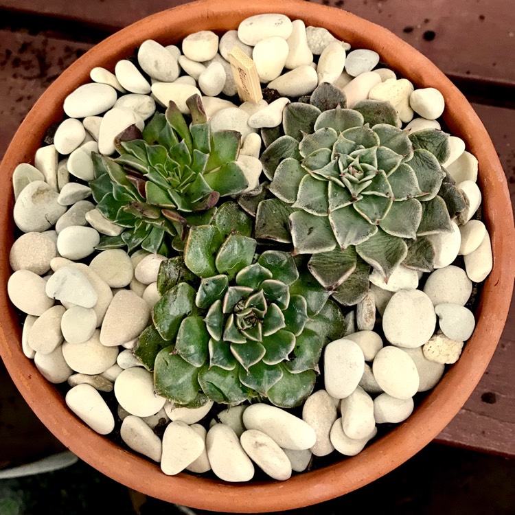 plant image 808490 plant image 808490