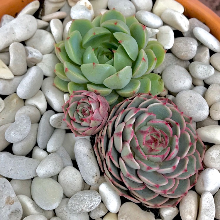 plant image 808492 plant image 808492