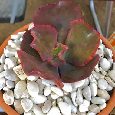 Echeveria Tickled Pink