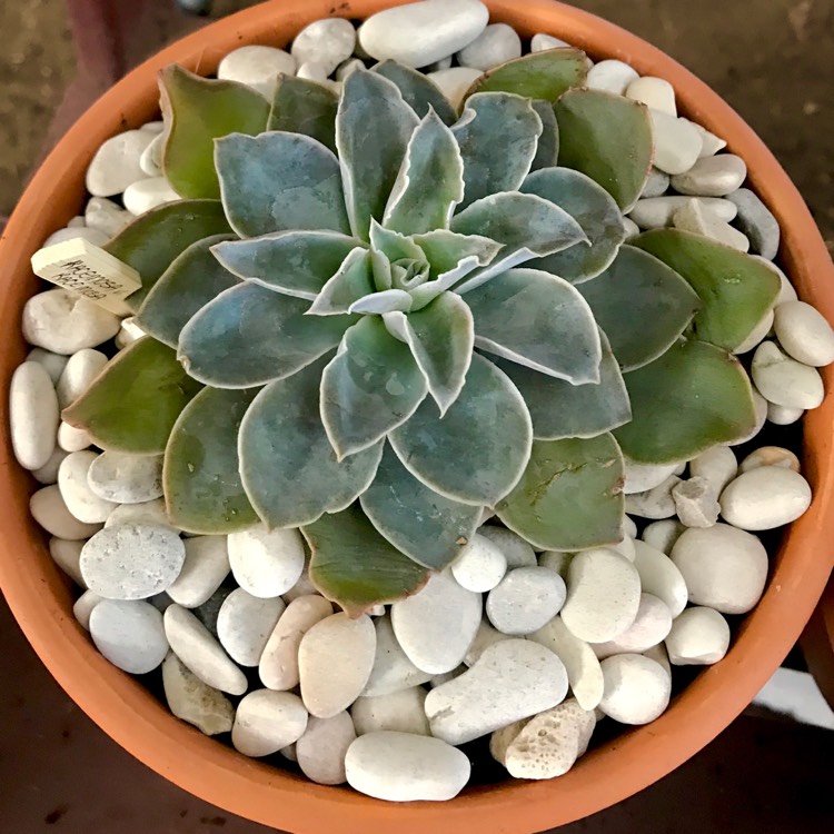plant image 809168 plant image 809168