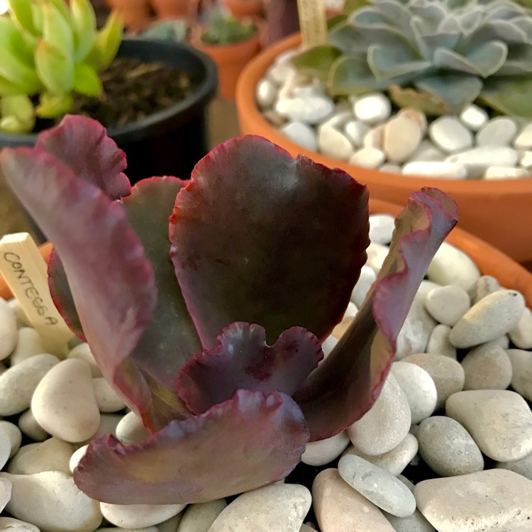 plant image 809170