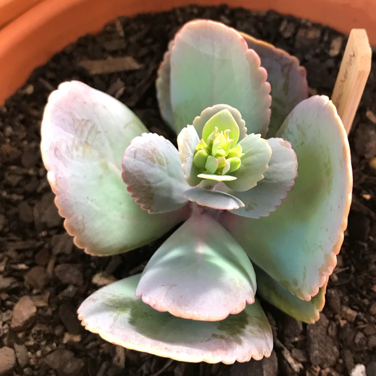 plant image 809227 plant image 809227