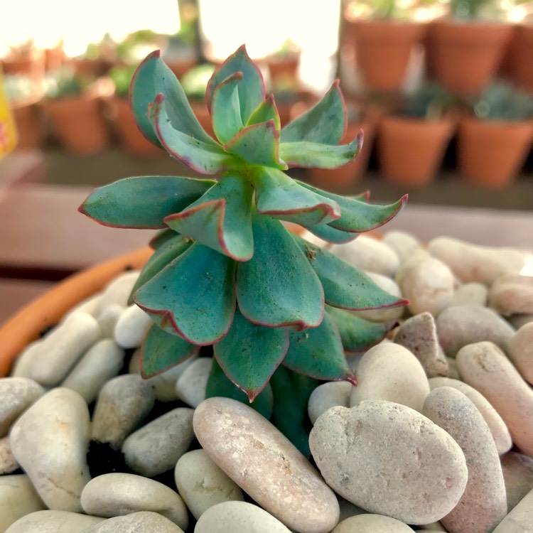 Plant image Echeveria Quitensis var. Quitensis