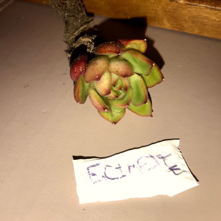 plant image 810311