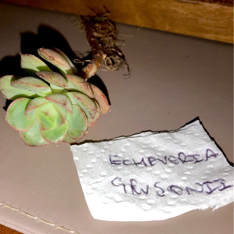 Plant image Echeveria Grusonii