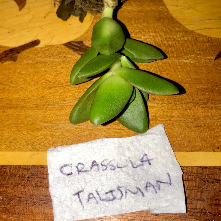 plant image 811049 plant image 811049