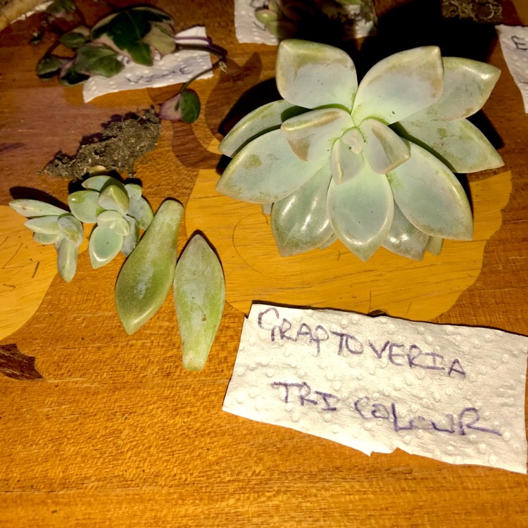 plant image 811795 plant image 811795
