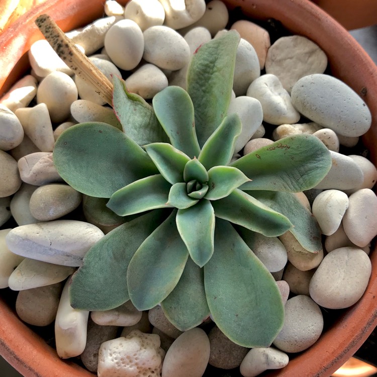 plant image 812882 plant image 812882