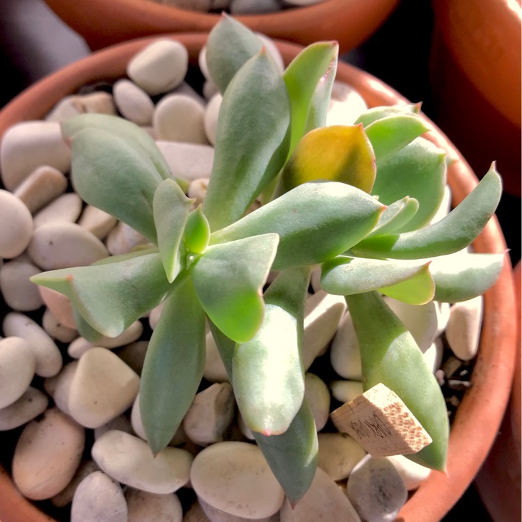plant image 812885 plant image 812885
