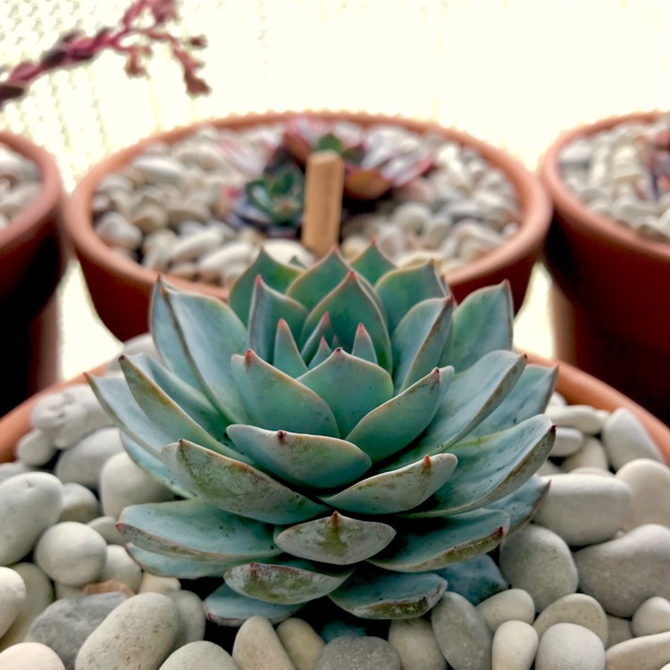 plant image 812911 plant image 812911