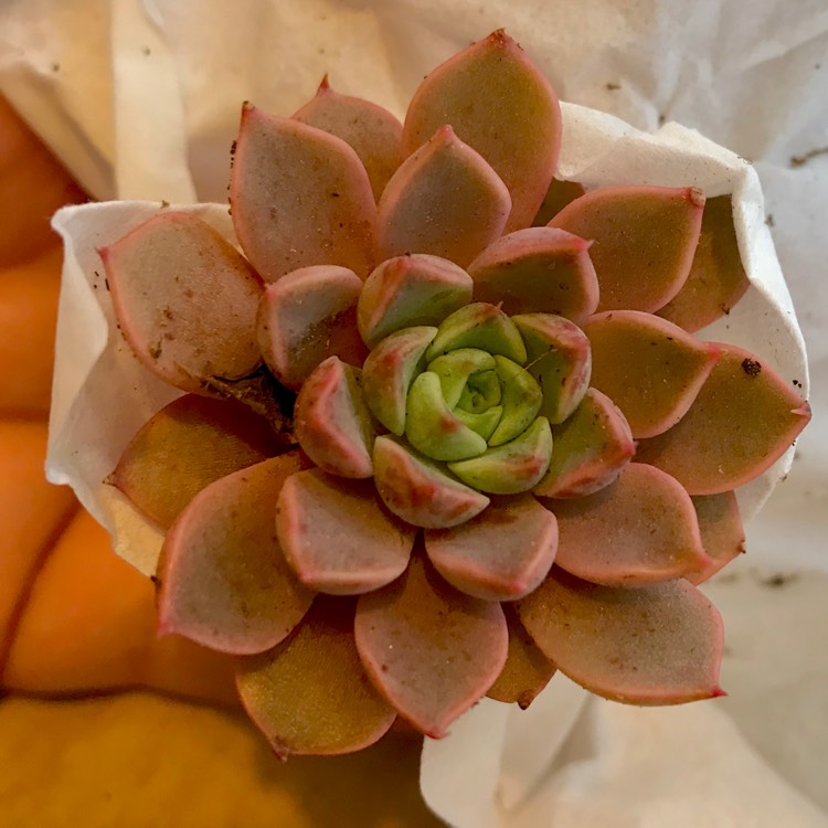 plant image 812968 plant image 812968