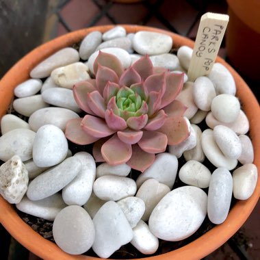 Echeveria Parks Pop Candy