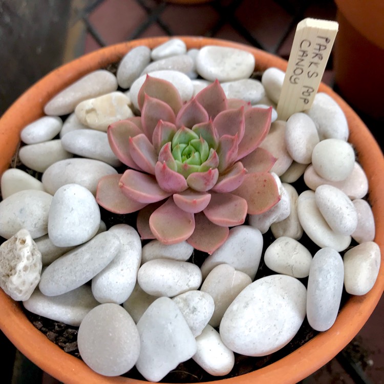 Plant image Echeveria Parks Pop Candy