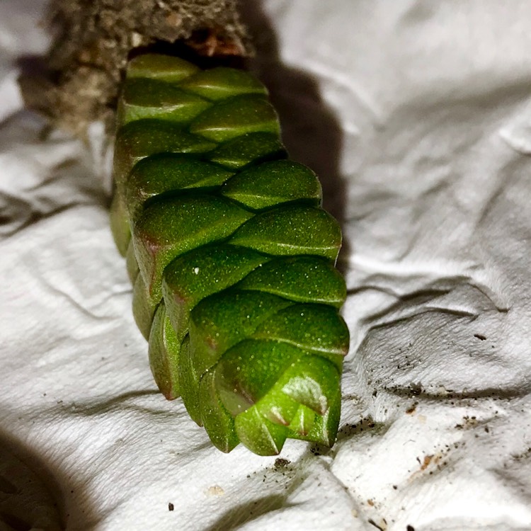 plant image 813256