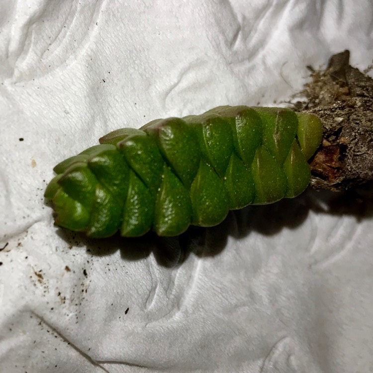Plant image Crassula marchandii