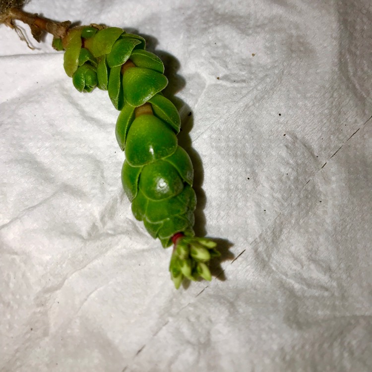 plant image 813541