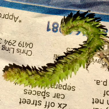 Crassula muscosa monstrosa