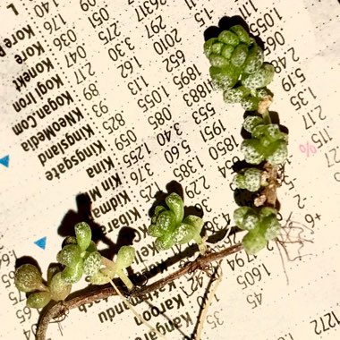 Crassula Corallina subsp. Corallina