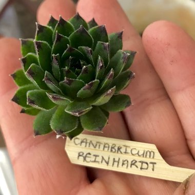 Sempervivum Cantabricum Reinhardt
