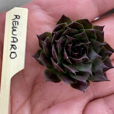 Sempervivum Reward
