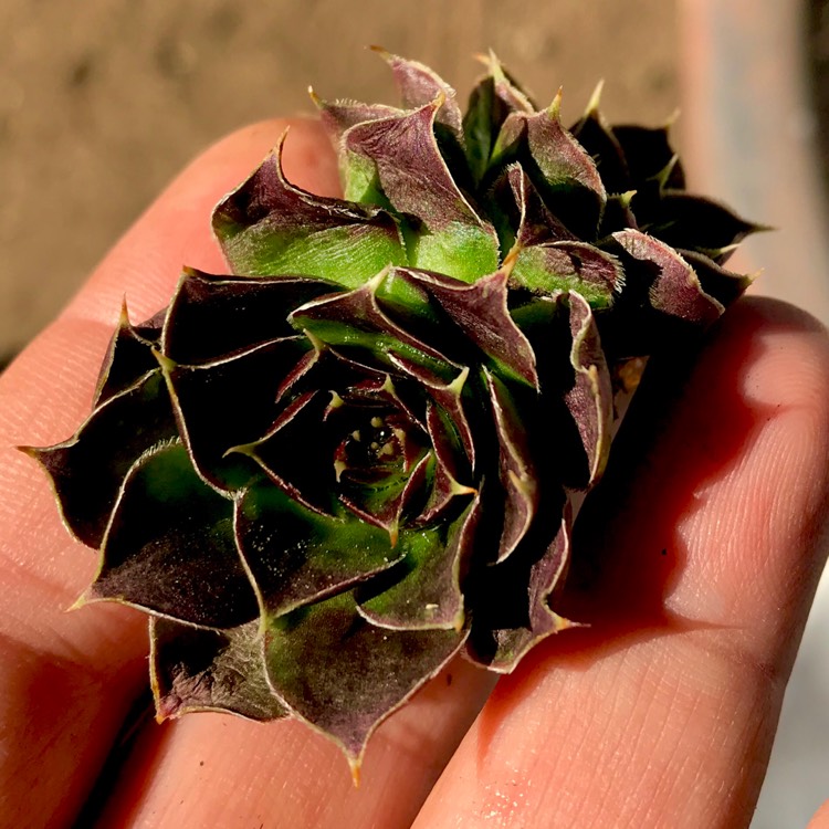 plant image 815307 plant image 815307