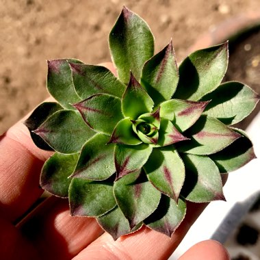 Sempervivum Tectorum Isella