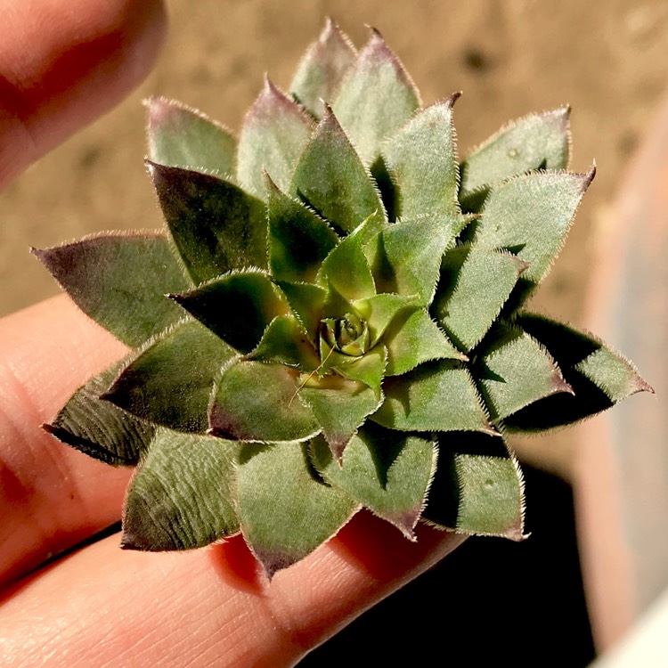 plant image 815401