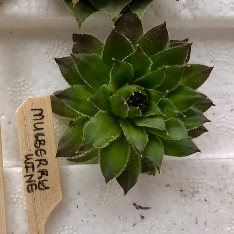 plant image 815419