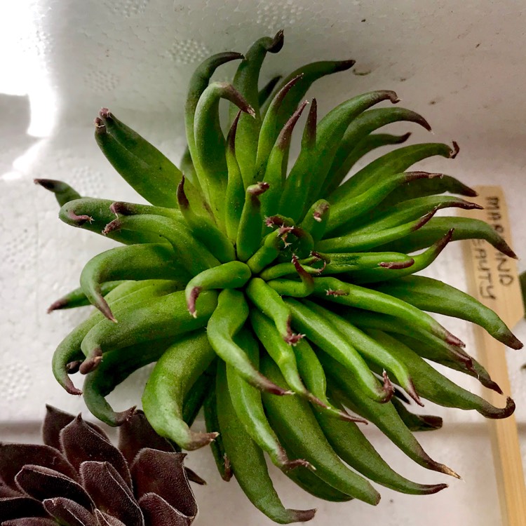 plant image 815443