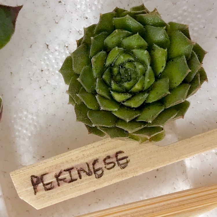 plant image 815489