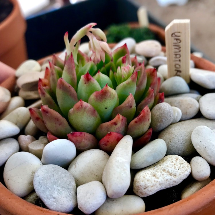 plant image 815536 plant image 815536