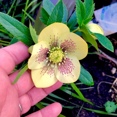 Helleborus